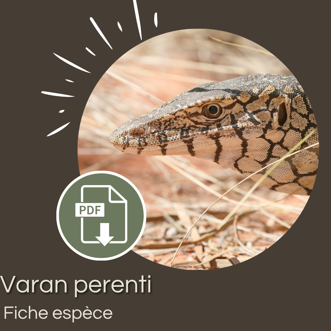 Pack de 6 fiches : Grands varans – Image 9