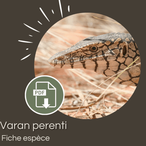 Pack : Varan perenti (Varanus giganteus)