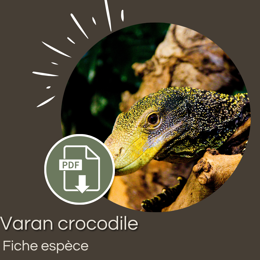 Pack : Varan crocodile (Varanus salvadorii)