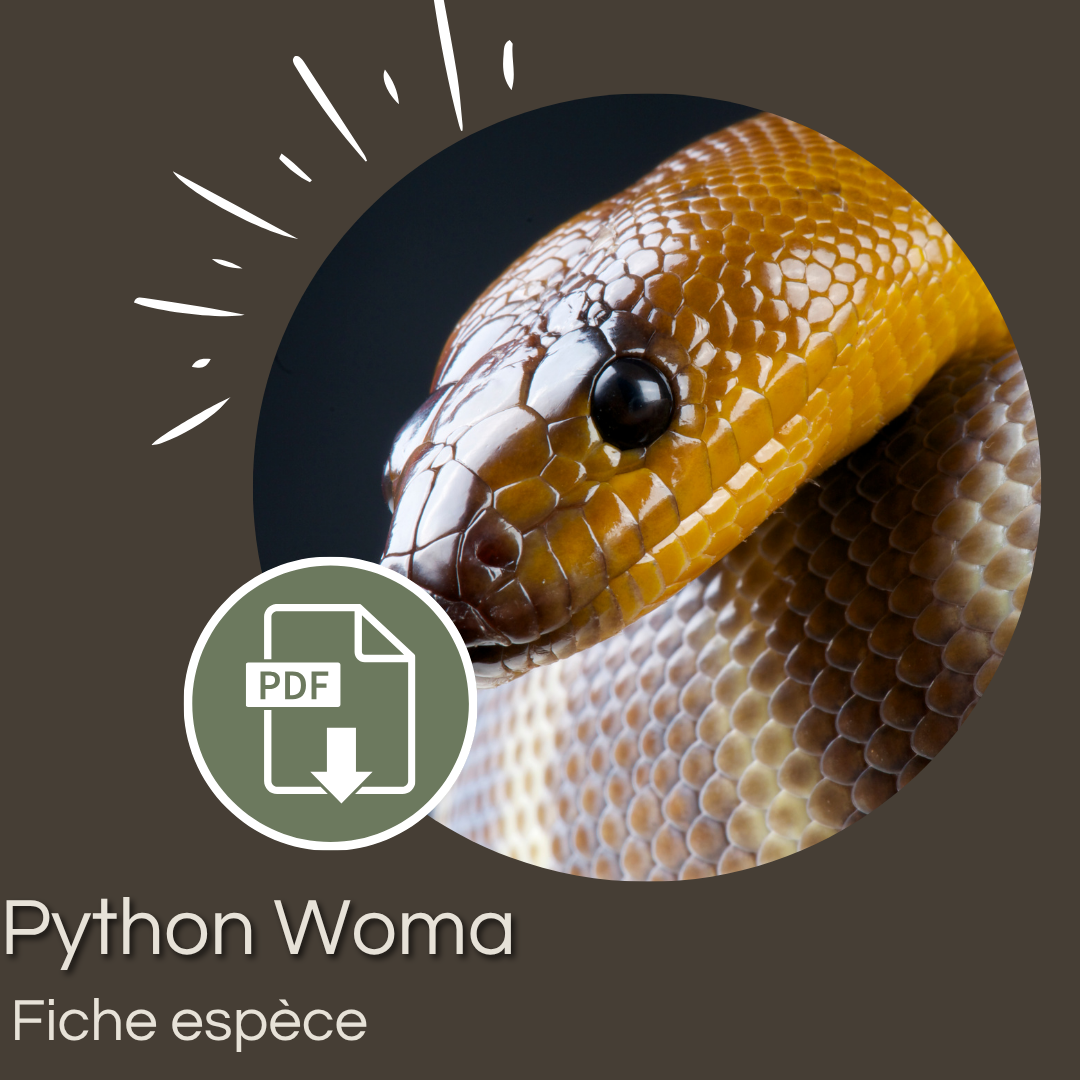 Pack : Python Woma ( Aspidites ramsayi)