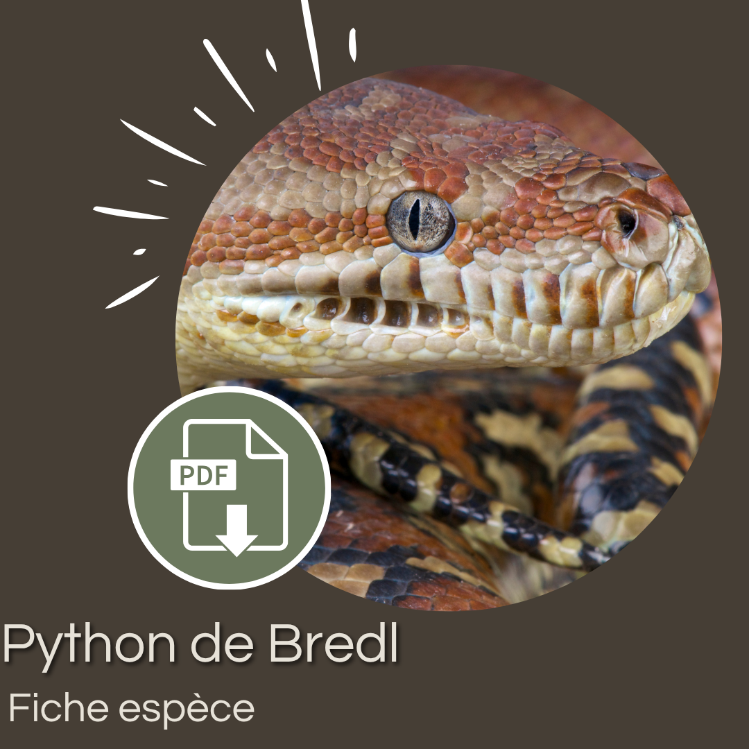 Pack : Python de Bredl (Morelia bredli)