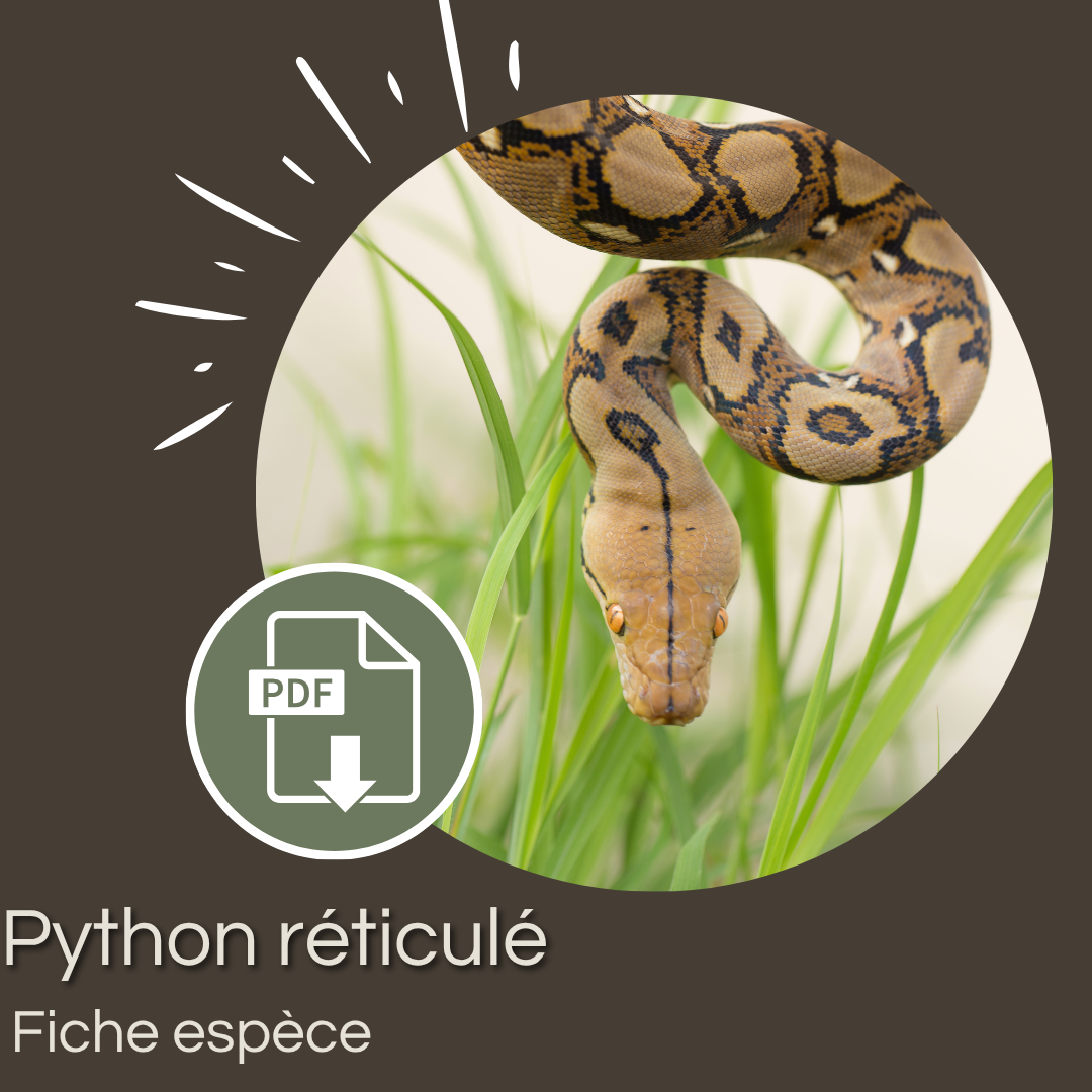 Pack : Python réticulé (Malayopython reticulatus)