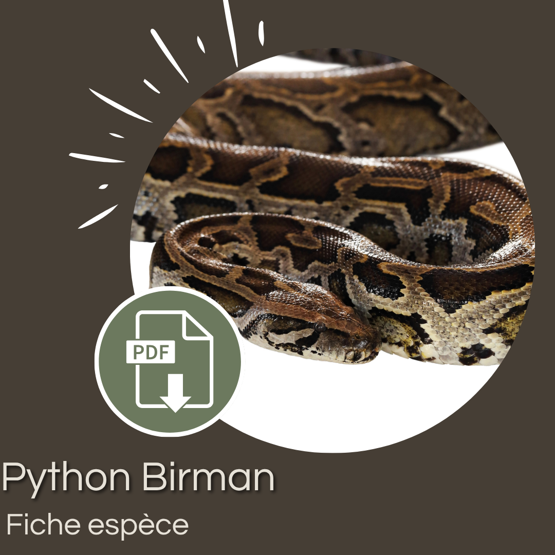 Pack : Python birman (Python bivittatus)