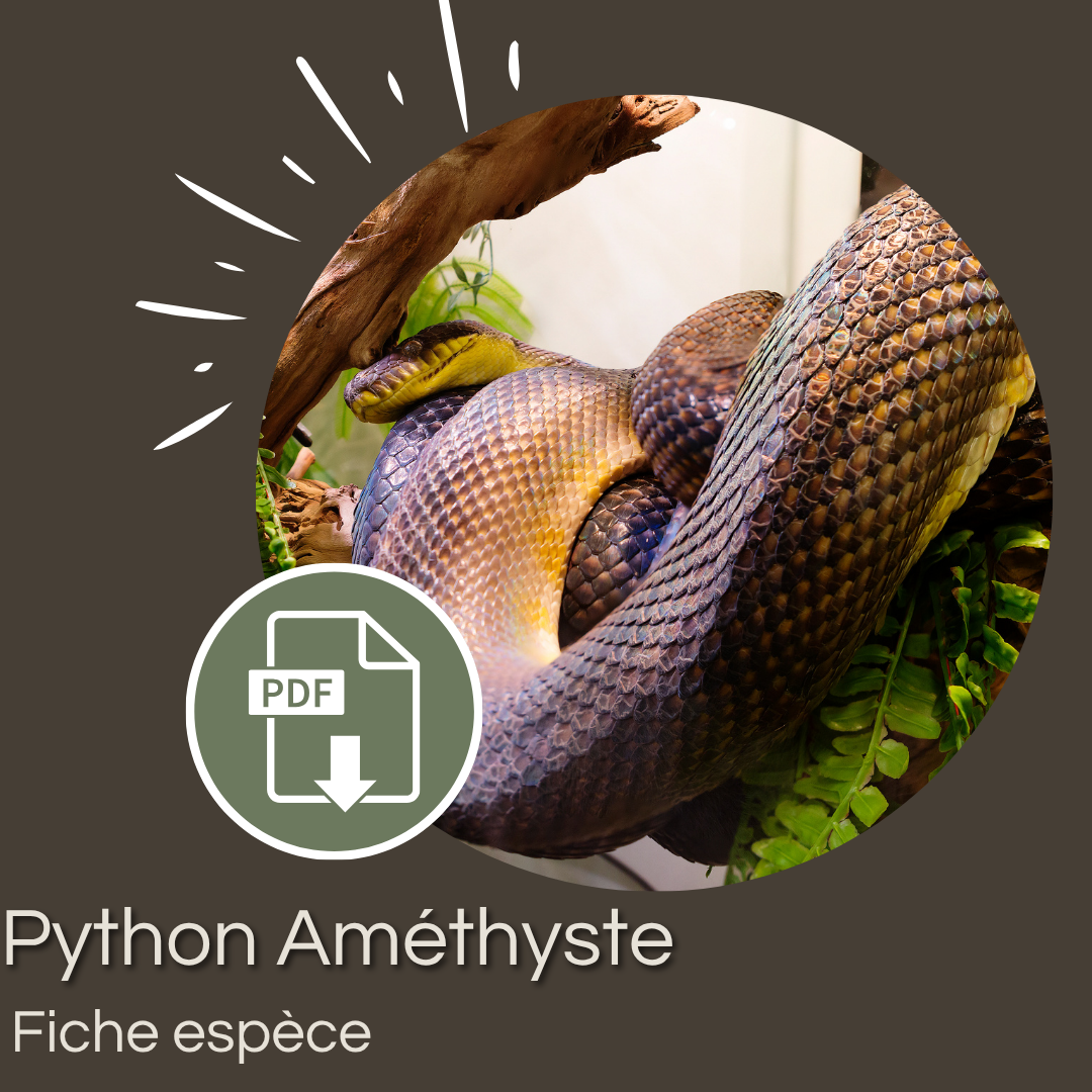 Pack : Python améthyste (Simalia amethistina)