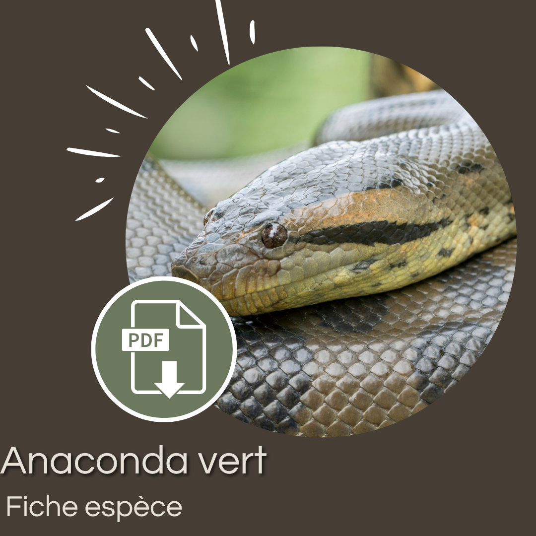 Pack : Anaconda vert (Eunectes murinus)