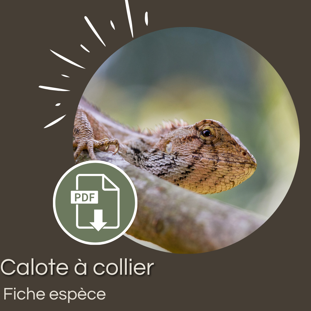 Pack de 6 fiches : Agames emblématiques – Image 4