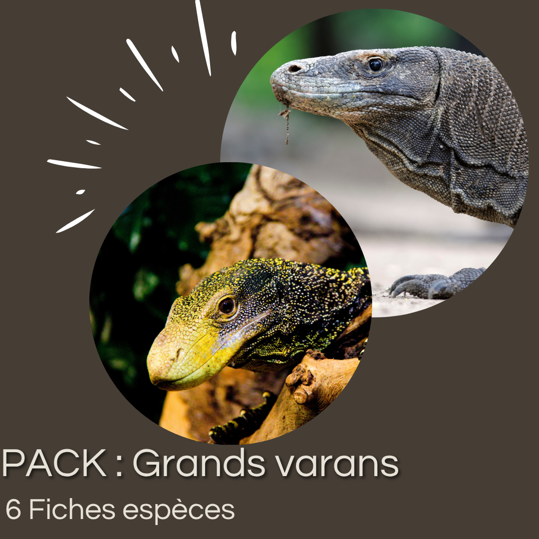 Pack de 6 fiches : Grands varans