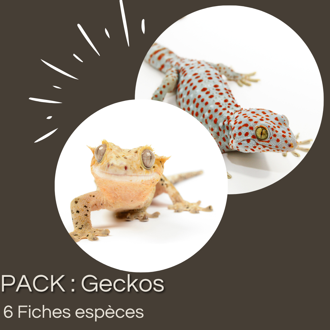 Pack de 6 fiches : Geckos emblématiques