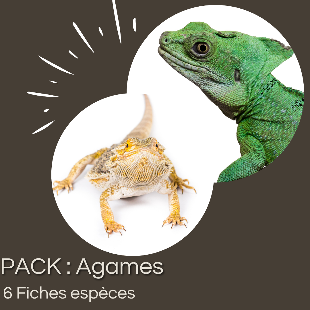 Pack de 6 fiches : Agames emblématiques